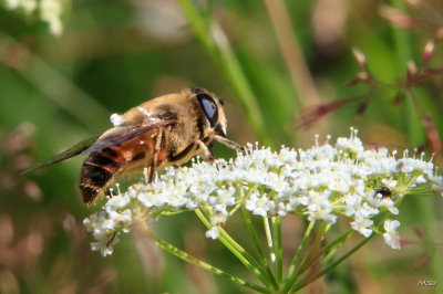 Pszczola (Apis). Bee