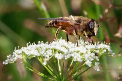 Pszczola (Apis). Bee