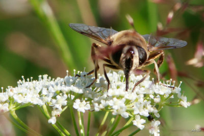 Pszczola (Apis). Bee