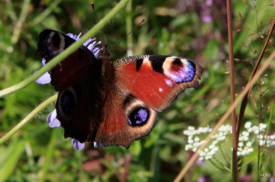 Rusalka pawik (Aglais io), European peacock