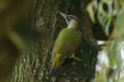 European green woodpecker
(Picus viridis)