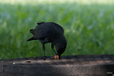 The western jackdaw 
(Corvus monedula)