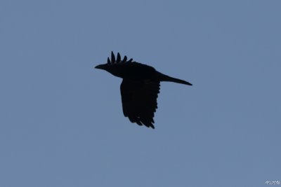 Kruk
(Corvus corax) 