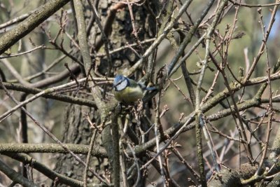 Modraszka
(Parus caeruleus