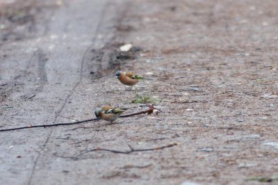 Zięba zwyczajna; the common chaffinch; Fringilla coelebs