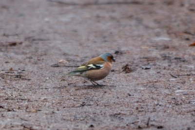 Zięba zwyczajna; the common chaffinch; Fringilla coelebs