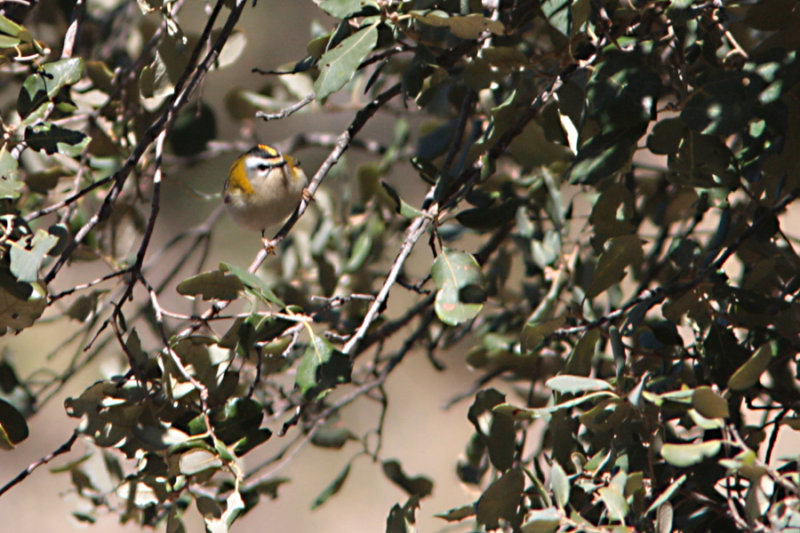 Firecrest, Regulus ignicapilla (Brandkronad kungsfgel)