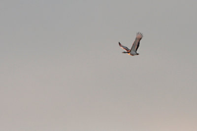 g10/33/781833/3/165514881.R5MyuC95.jpg