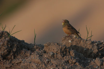 Ortolan Bunting, Emberiza hortulana (Ortolansparv)