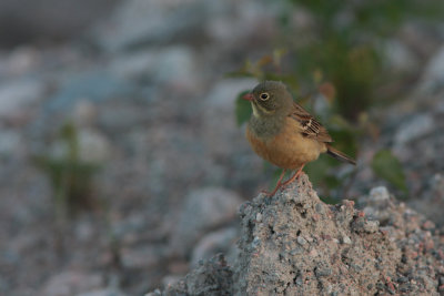 Ortolan Bunting, Emberiza hortulana (Ortolansparv)