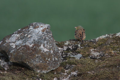 Ortolan Bunting, Emberiza hortulana (Ortolansparv)