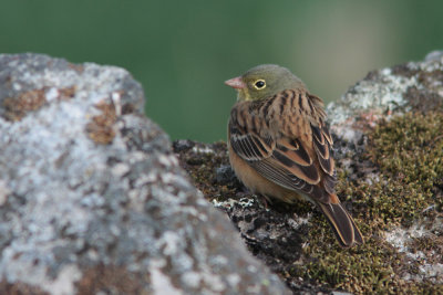 Ortolan Bunting, Emberiza hortulana (Ortolansparv)