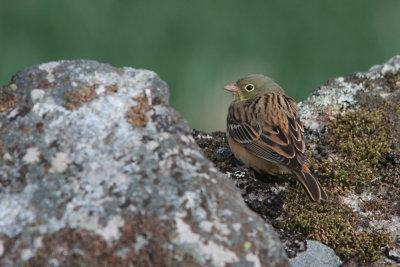 Ortolan Bunting, Emberiza hortulana (Ortolansparv)