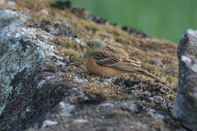 Ortolan Bunting, Emberiza hortulana (Ortolansparv)
