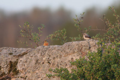 Ortolan Bunting, Emberiza hortulana (Ortolansparv) and Wheatear, Oenanthe oenanthe (Stenskvtta)