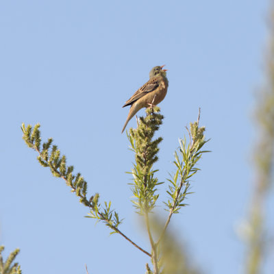 Ortolan Bunting, Emberiza hortulana (Ortolansparv)