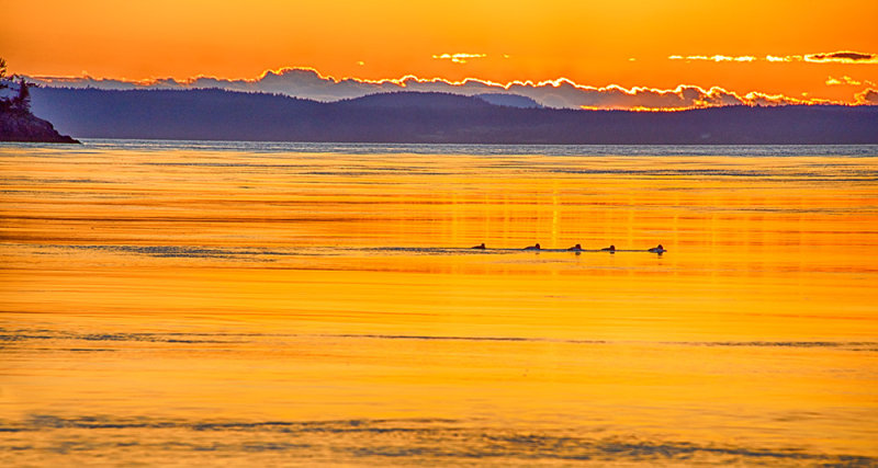 Five Ducks Sunset