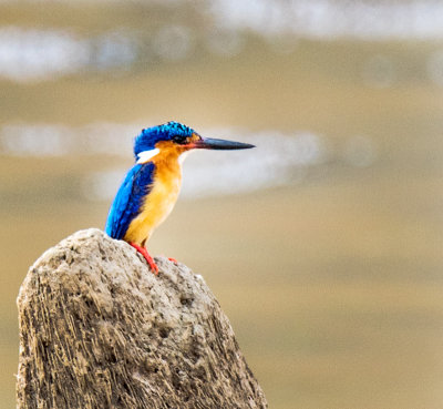 Kingfisher