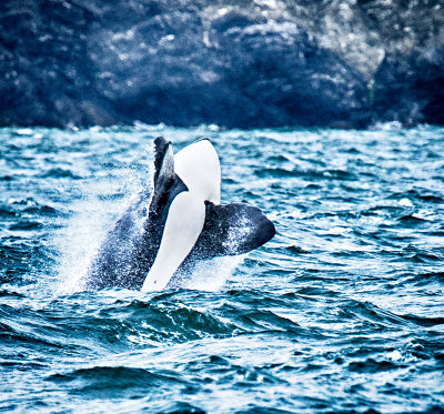 Orca Breaching