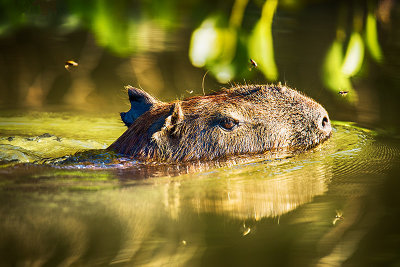 Capybara (Hydrochoerus hydrochaeris)