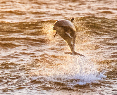 Sunset Dolphin