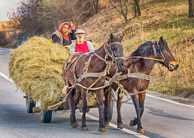 Horse Drawn Transport
