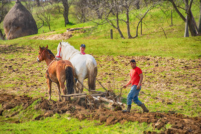 Traditional Ploughing