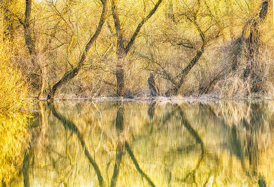 Springtime in the Danube Delta