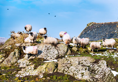 Mountain Sheep