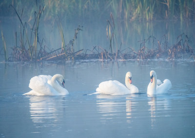Three Foggy Swans
