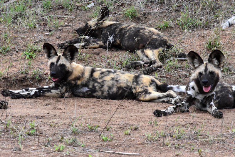 African wild dogs