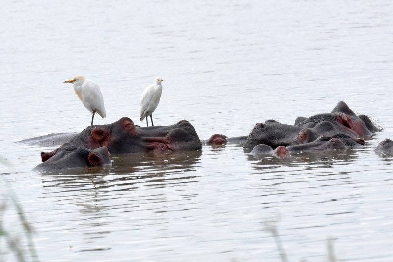 Hippos and Cattle Egrets