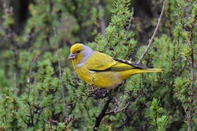 Cape canary