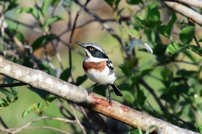 Chinspot batis