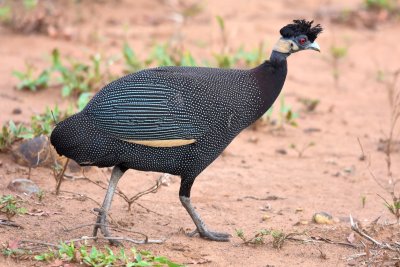 Crested guineafowl