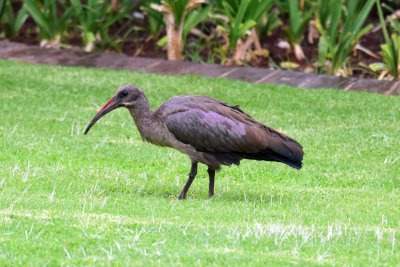 Hadeda ibis