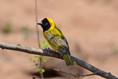 Lesser masked weaver