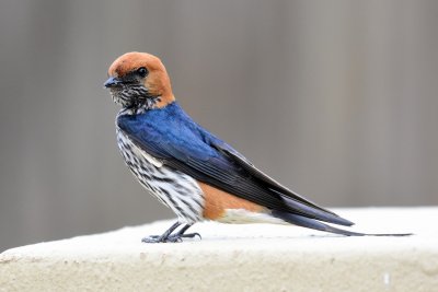 Lesser striped swallow