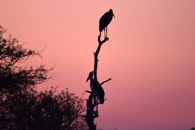 Maribou storks at dawn