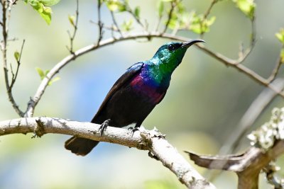 Purple-banded sunbird