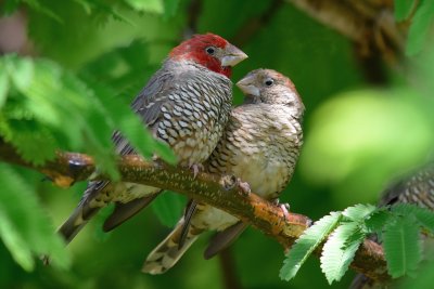 Red-headed finch