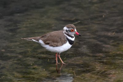 Three-banded plover 