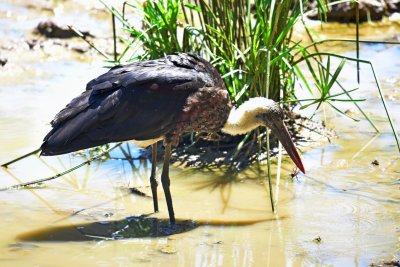 Wooly-necked stork