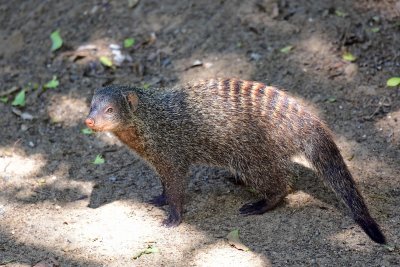 Banded mongoose 