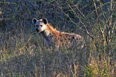 Spotted hyena