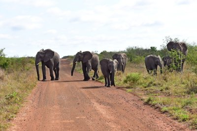 Elephant crossing