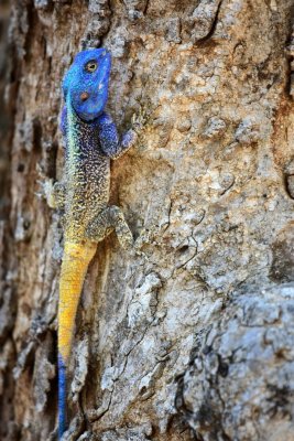 Southern Tree Agama