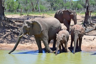 Elephants at the water hole