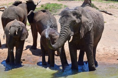 Elephants at the water hole