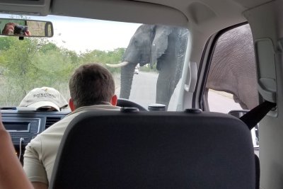 Kruger elephant crossing
